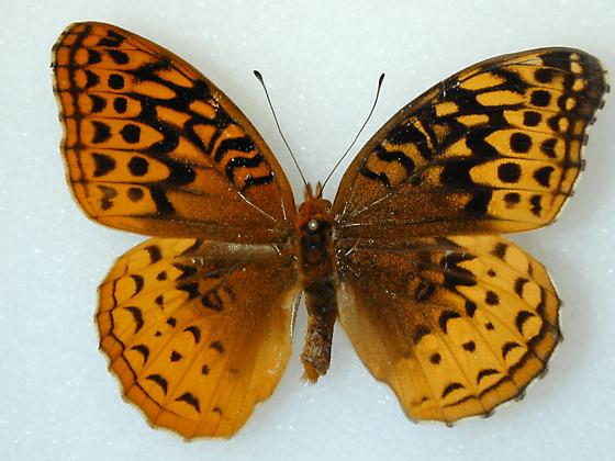 Speyeria cybele (bilateral gynandromorph, Lincoln, NE, 6-14-2001, Alex Bic) (Internet Image property of respective owner, non-commercial use only)
